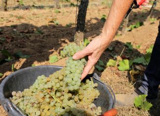 Celebrating Vidal Blanc — All Month